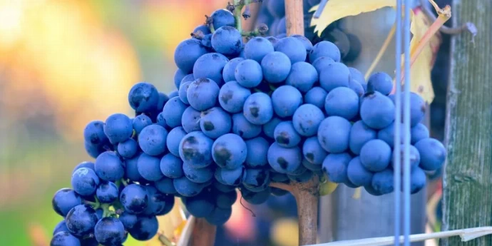 VODIČ ZA ARGENTINSKA VINA
