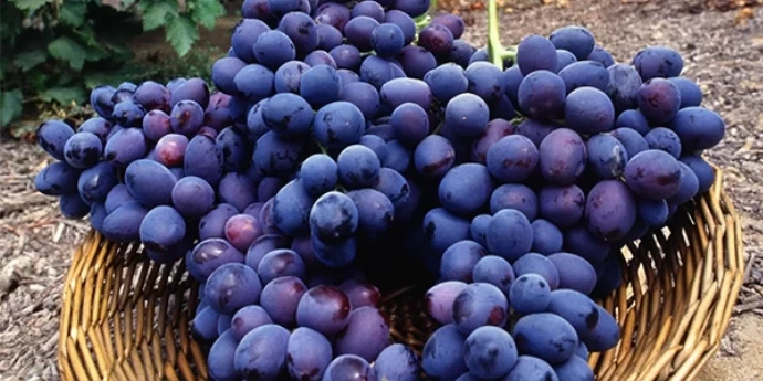 SAZNAJTE VIŠE O PINOT NOIR-U