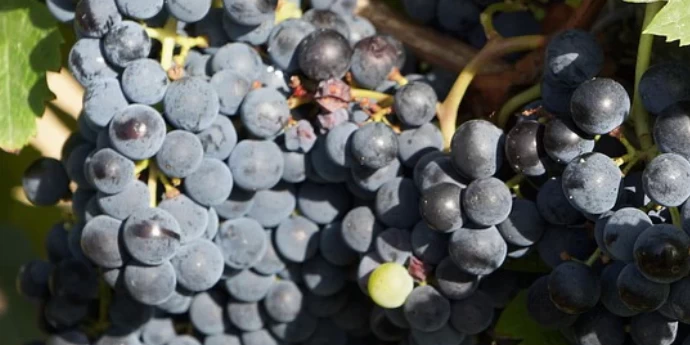 SAZNAJTE VIŠE O VINU MALBEK