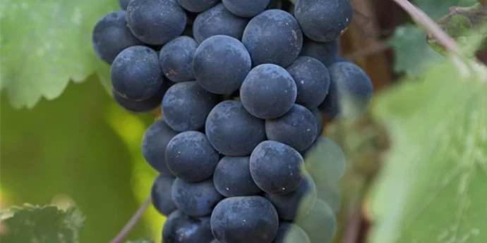 NAJPOZNATIJE REGIJE ZA UZGAJANJE MALBEKA