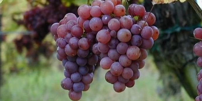 TRAMINER