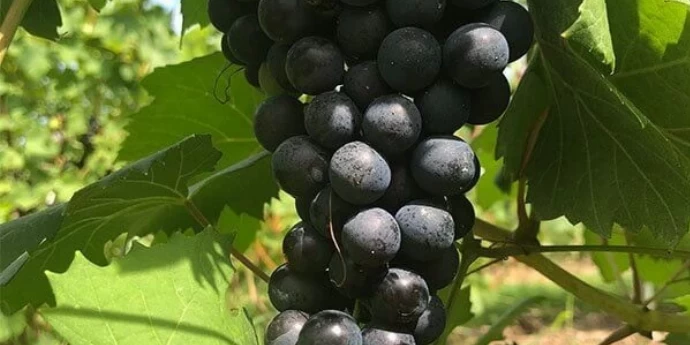 TEROLDEGO