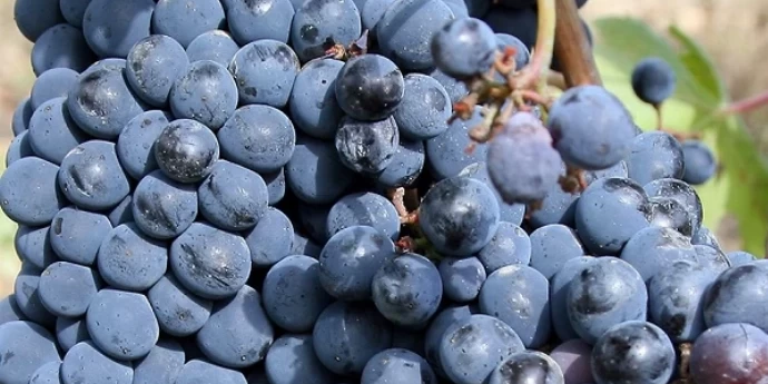 SANGIOVESE