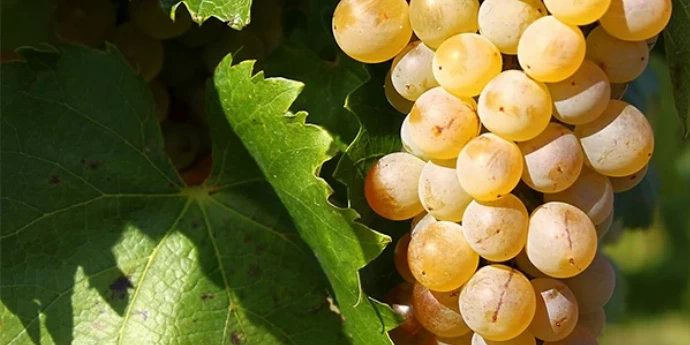 FURMINT