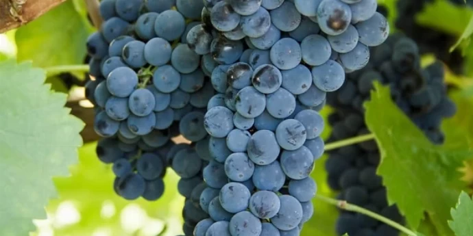 SAGRANTINO