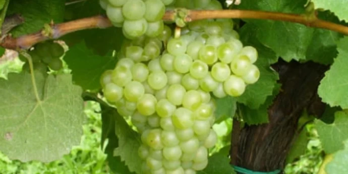 VINO ALBAROLA