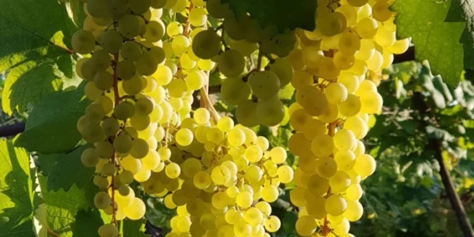 ALBANA