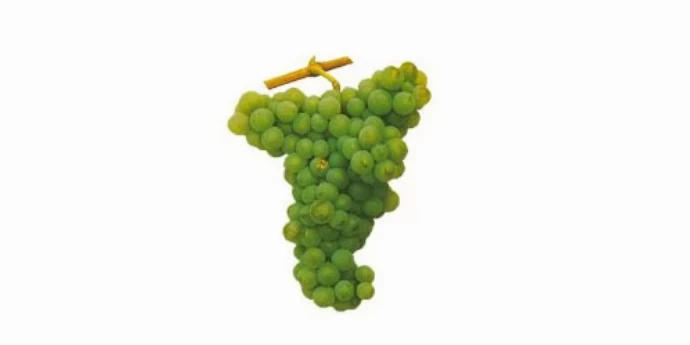 RABIGATO