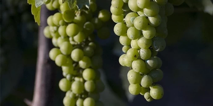 FIANO