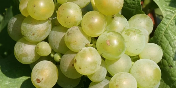 SILVANER