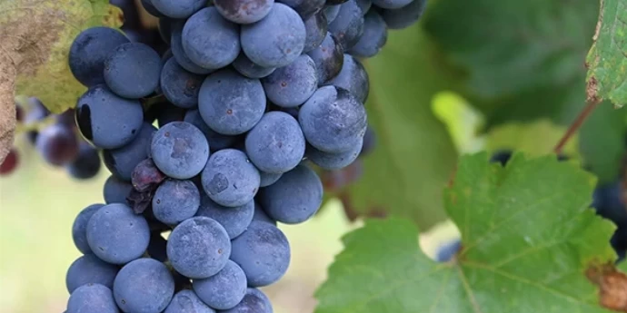 KABERNE MORAVIA