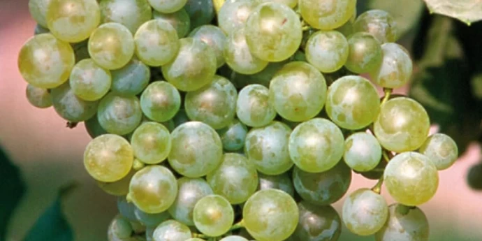 VERDISO