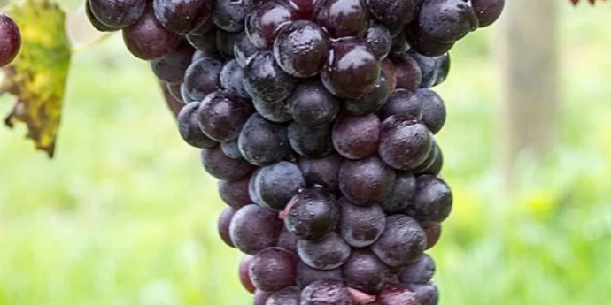 UVA DEL FANTINI
