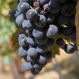 IZ KOJIH ZEMALJA DOLAZE NAJPOPULARNIJE SORTE GROŽĐA?