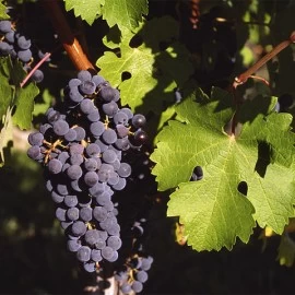 NAJBOLJE REGIJE ZA UZGAJANJE CABERNET SAUVIGNONA