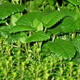 PET IZVANREDNIH ZAČINSKIH BILJAKA