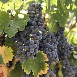 SAZNAJTE VIŠE O VINU KABERNE SOVINJON