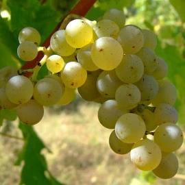 SEDAM ČINJENICA O SAUVIGNON BLANCU