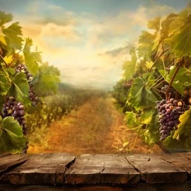 VINSKI PUTEVI U SRBIJI